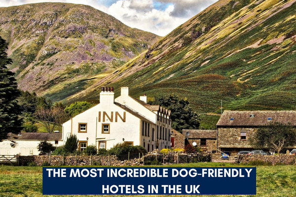 The Most Incredible Dog-Friendly Hotels  in the UK